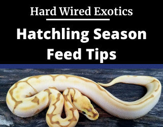 hatchling season feed tips- Video blog