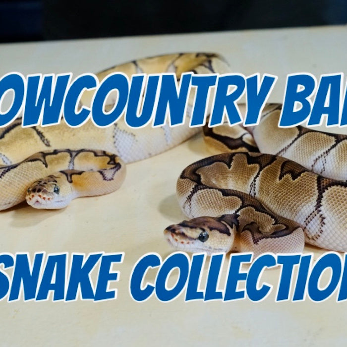 Slowcountry balls snake collection after the big move!!
