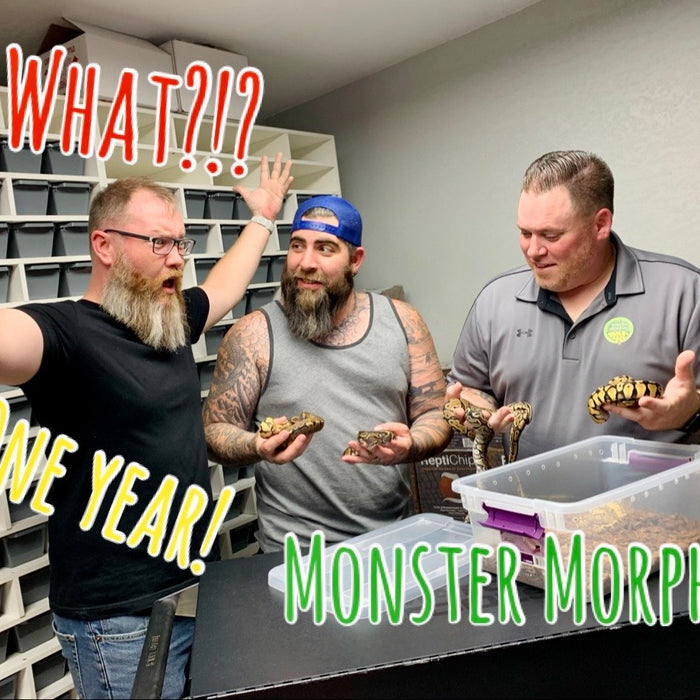One year YouTube anniversary with genes you don't wanna miss ft. Monster Morphs
