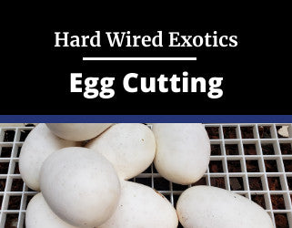 egg cutting- Video blog