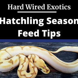 hatchling season feed tips- Video blog