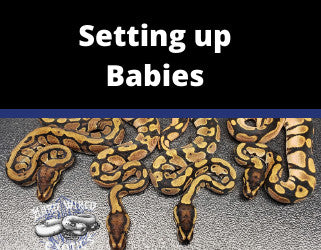 setting up babies - Video blog