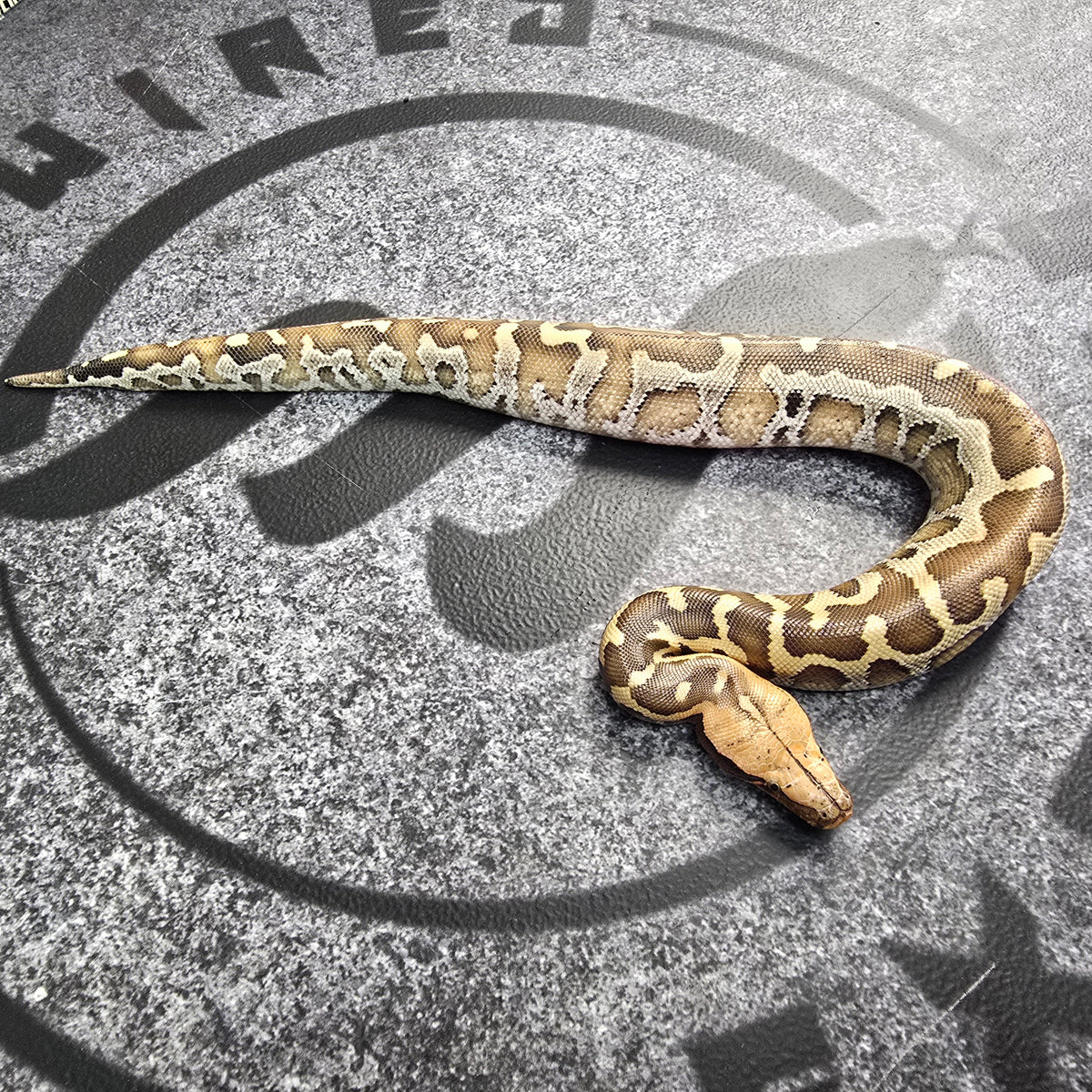 24 Borneo Short Tail Python Female 3 — Hard-Wired Exotics