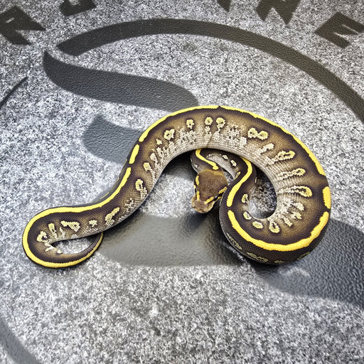 25 Mojave Stranger het Hypo 50% het DG female