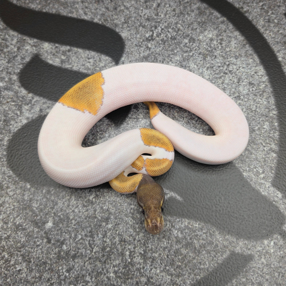 26 Mojave Pied het Hypo male J5M1