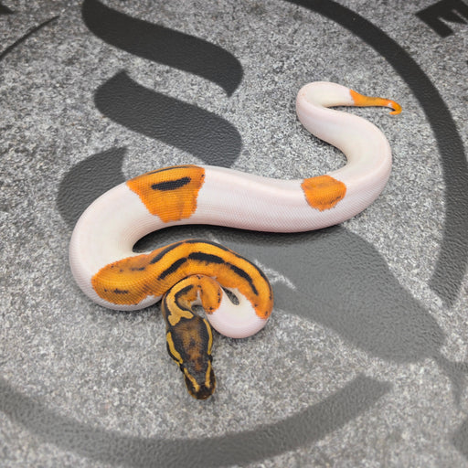 26 OD Pied het Hypo female J5F2