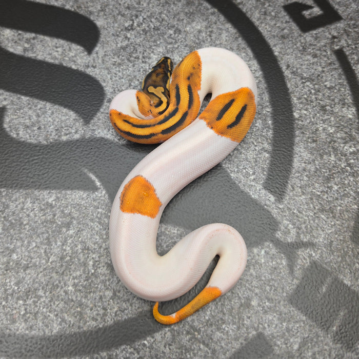 26 OD Pied het Hypo female J5F2