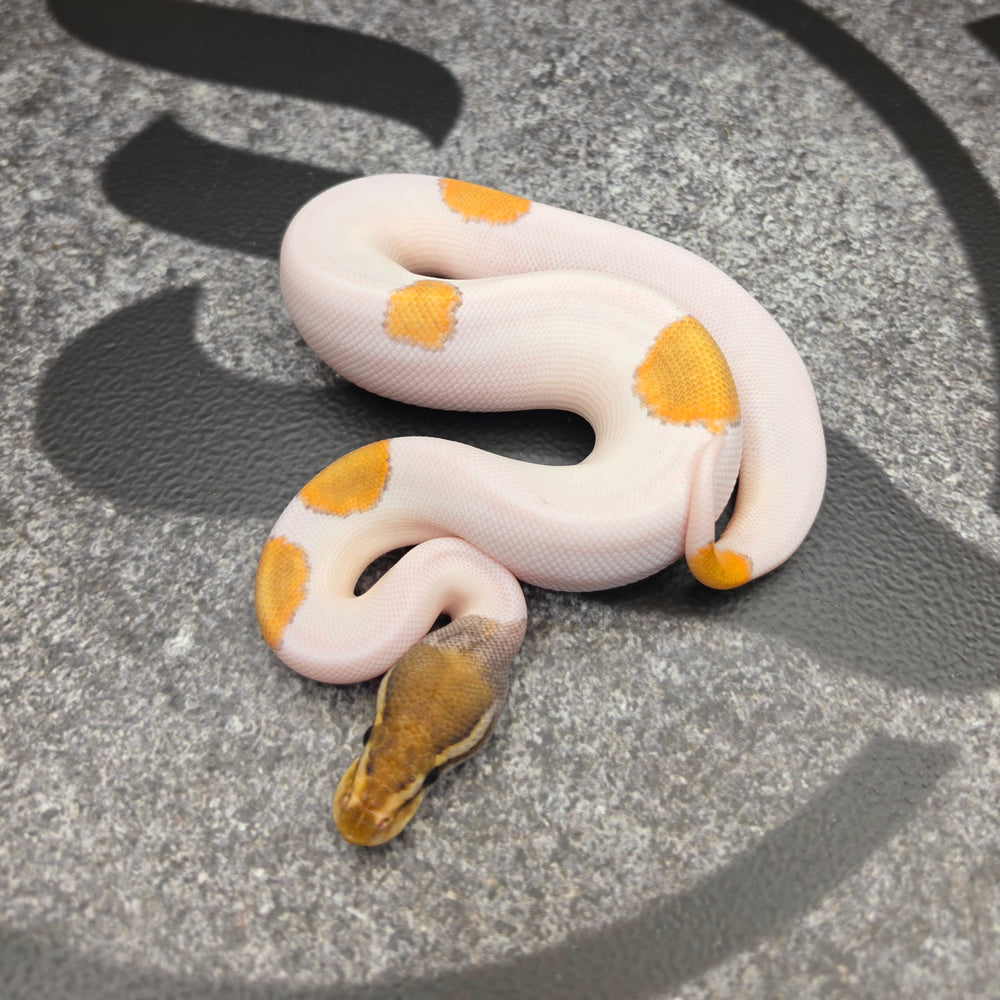 26 OD Mojave Pied het Hypo male J5M5