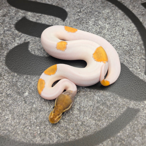 26 OD Mojave Pied het Hypo male J5M5