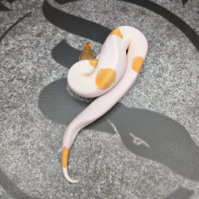 26 OD Mojave Pied het Hypo male J5M5