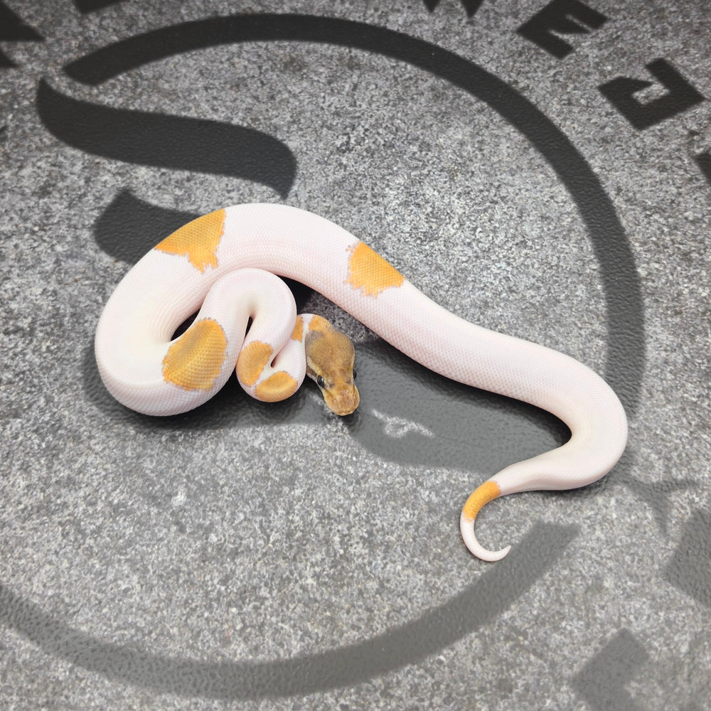 26 OD Mojave Pied het Hypo male J5M6