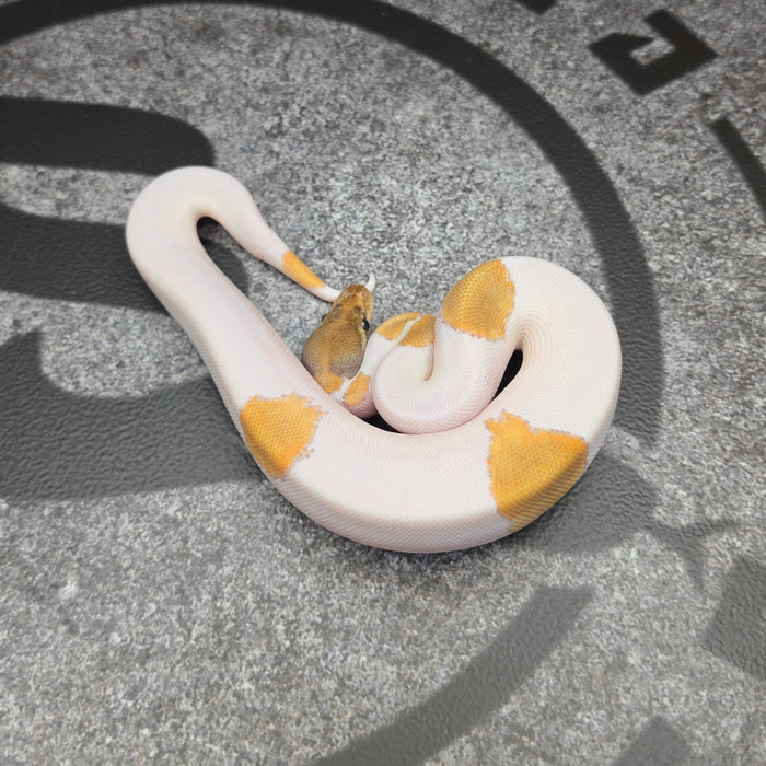 26 OD Mojave Pied het Hypo male J5M6