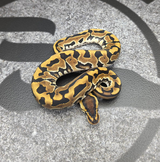 26 Puzzle male