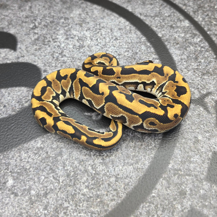 26 Puzzle male