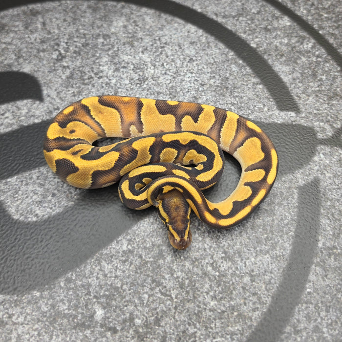 26 OD Enchi Vanilla het Hypo possible BH female
