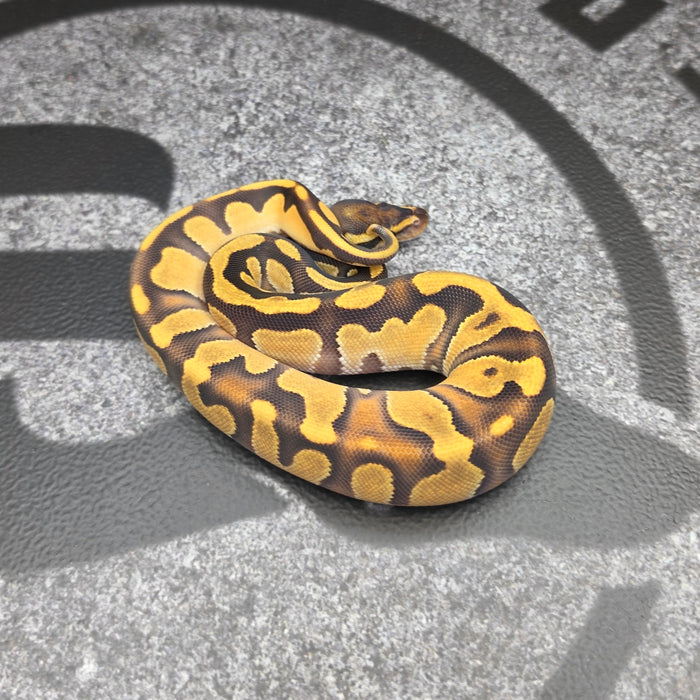 26 OD Enchi Vanilla het Hypo possible BH female