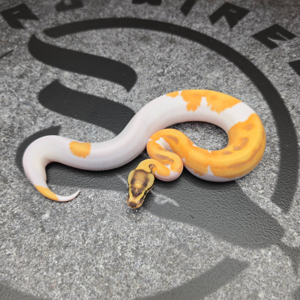 26 Super Vanilla Enchi OD Pied het Hypo male