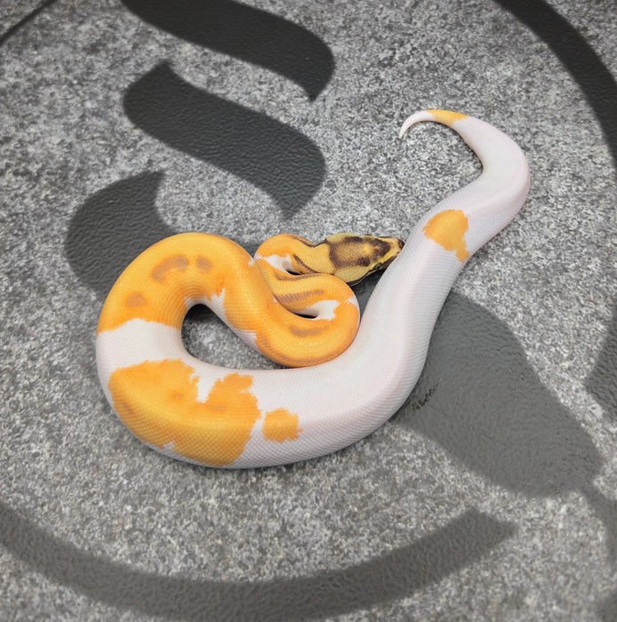 26 Super Vanilla Enchi OD Pied het Hypo male