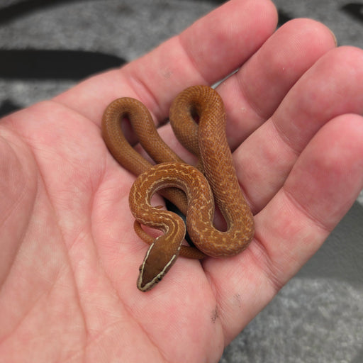 26 62.5% KZN Red het Tpos Albino male 26M3