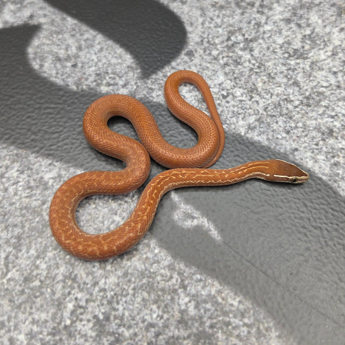26 62.5% KZN Red het Tpos Albino male 26M3