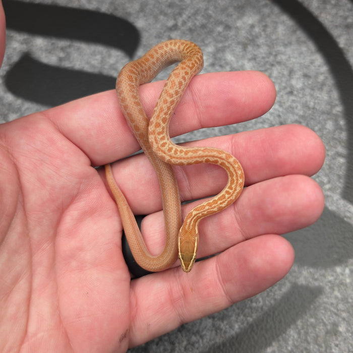 26 Tpos Albino het Blue Eye female 27F3