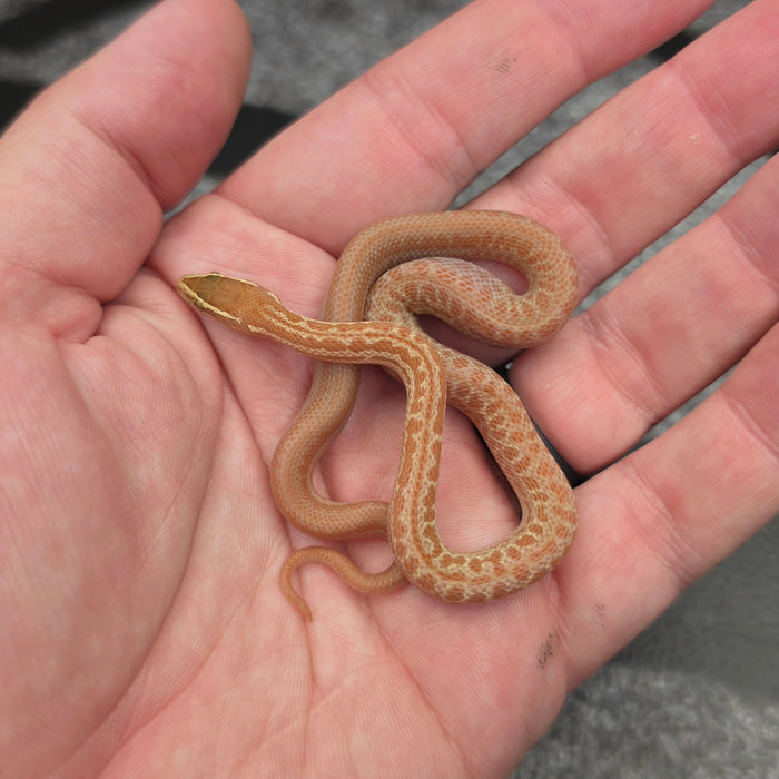 26 Tpos Albino het Blue Eye female 27F3