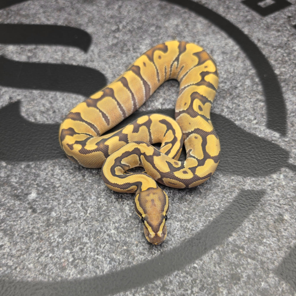 26 Vanilla Enchi Hypo female
