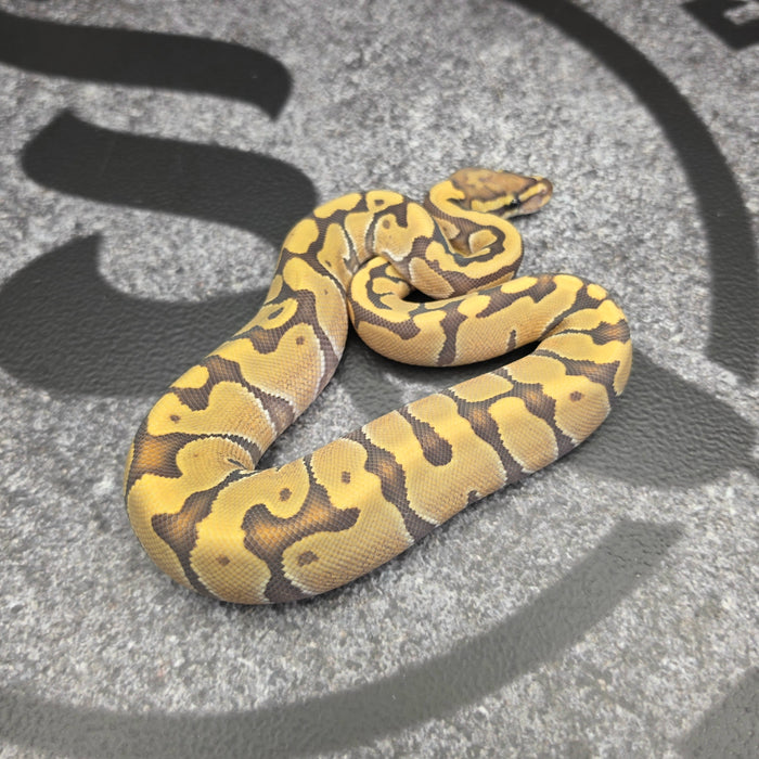 26 Vanilla Enchi Hypo female