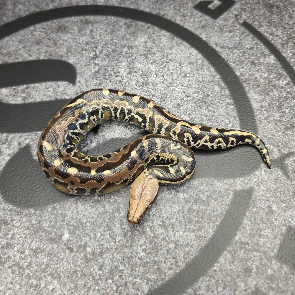 26 Chromehead SSTP male 02M1