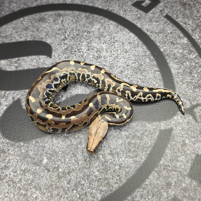 26 Chromehead SSTP male 02M1