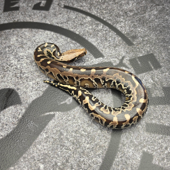 26 Chromehead SSTP male 02M1