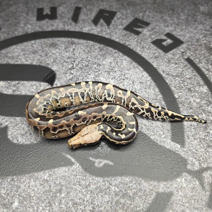 26 Chromehead SSTP female 02F2