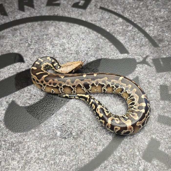 26 Chromehead SSTP female 02F2