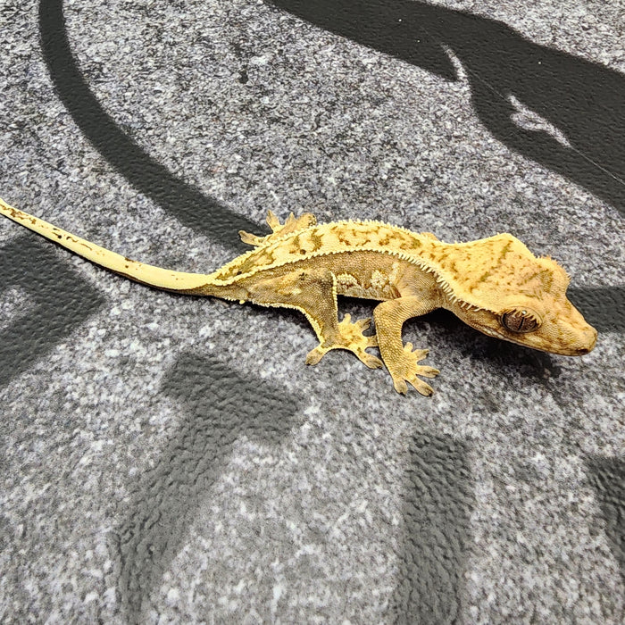 Unsexed Crested Gecko 37