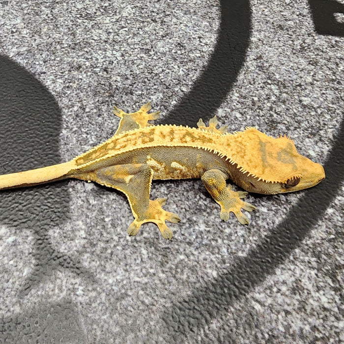 Probably Female Crested Gecko 40