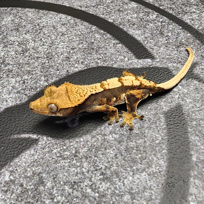 Unsexed Crested Gecko 41