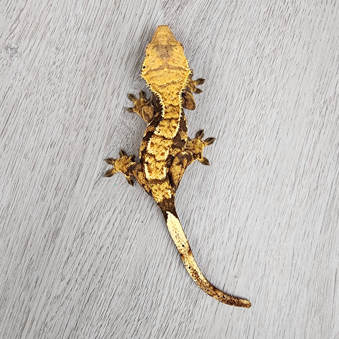 Female Crested Gecko G59