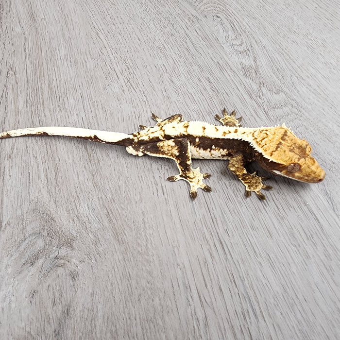 Male Crested Gecko Genisis (holdback release)