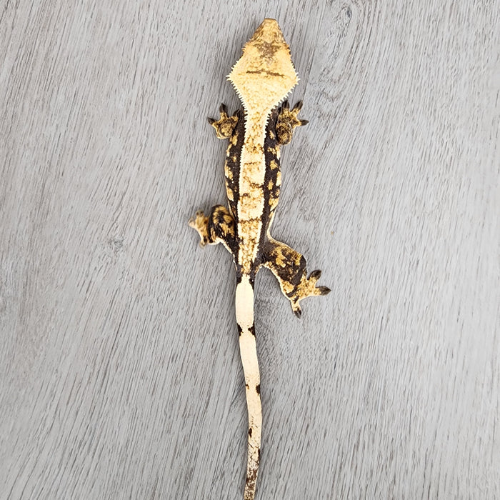 Female Crested Gecko G61