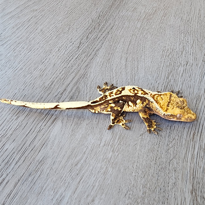 Male Crested Gecko G51