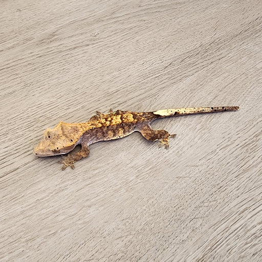 Probably Female Crested Gecko G53