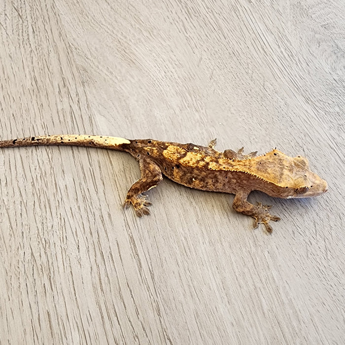 Probably Female Crested Gecko G53