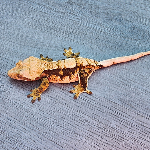 Female Crested Gecko G56