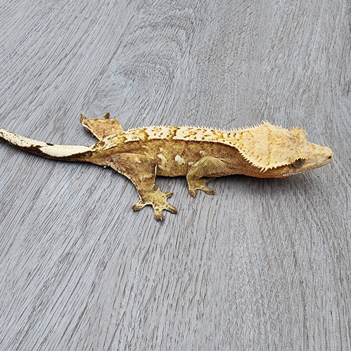 Female Crested Gecko Darcy (Holdback Release)
