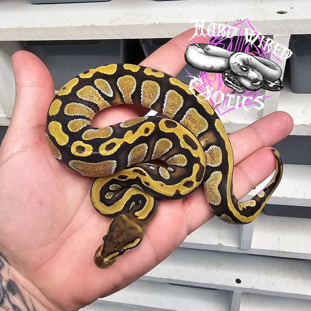 24 Cypress Enchi het DG het Pied 50% het Hypo female