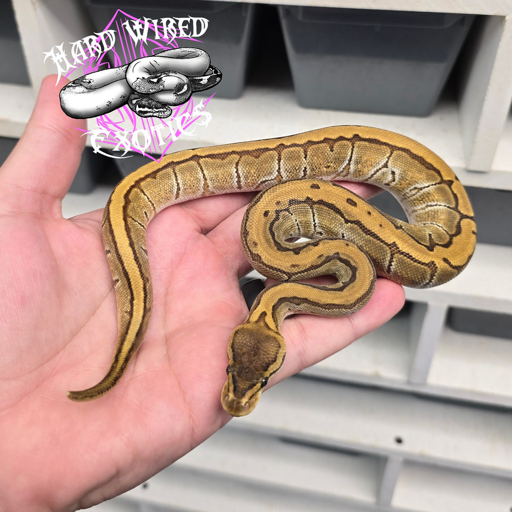 24 Cypress Enchi Pin het DG het Pied 50% het Hypo female