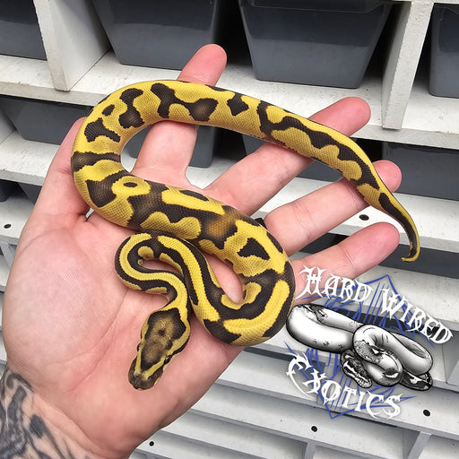 24 Leopard Enchi Vanilla DG het Hypo male