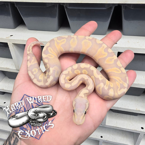 24 Super Banana GHI het Clown male