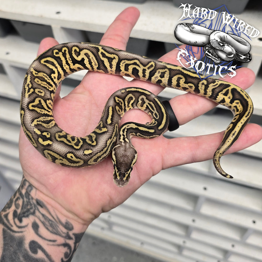 24 Super Pastel Leo Super Trick male