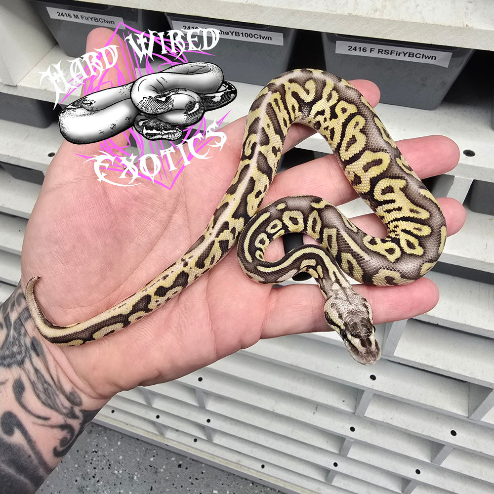 24 Super Pastel Leopard Fire Trick (pos super) female